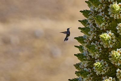 Plante Puya Raimondi - Pérou