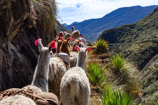 Trek Cuzco et Machu Picchu