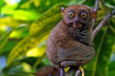 Tarsier - Philippines