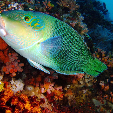 Découverte Philippines