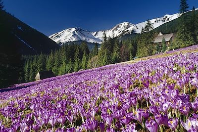 Tatras - Carpates - Pologne