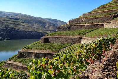 Vignobles en terrasses dans la vallée du Douro - Haut-Douro - Portugal