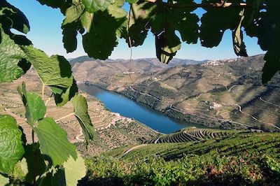 Vignobles en terrasses dans la vallée du Douro - Haut-Douro - Portugal