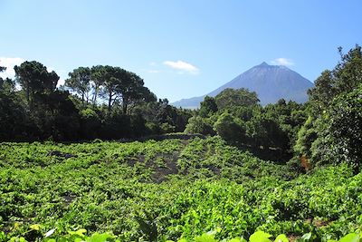 Iles des Açores : Faial, São Jorge et Pico