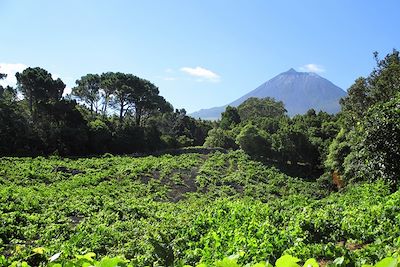 © Clara Lambert - Pico - Île de Pico - Açores - Portugal Pico - Île de Pico - Açores - Portugal