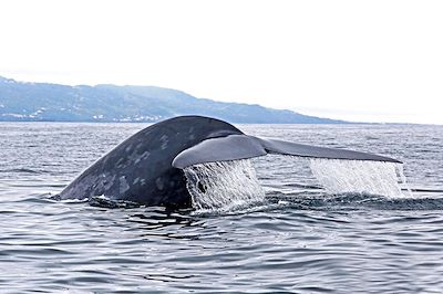 Baleine au large de l'île Pico - Açores - Portugal