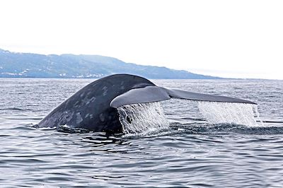 © MICS Richard Sears - Baleine au large de l'île Pico - Açores - Portugal Baleine au large de l'île Pico - Açores - Portugal