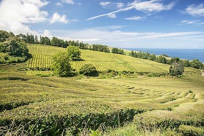 © gerhbaum / Adobe Stock - Plantation de thé - Sao Miguel - Açores - Portugal Plantation de thé - Sao Miguel - Açores - Portugal