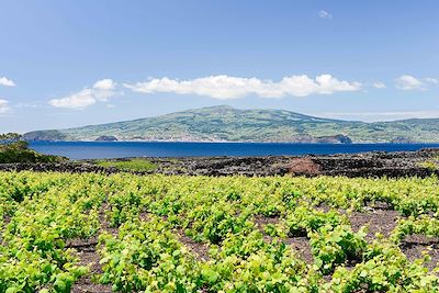 Vignes - Ile de Pico - Açores - Portugal 