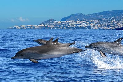 Dauphins - Portugal