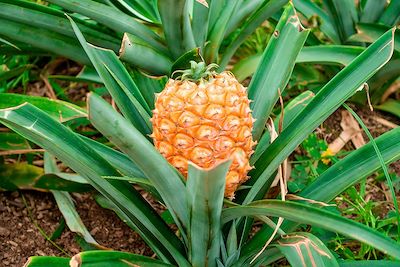 © Maryna / Adobe Stock - Ananas - Sao Miguel - Açores - Portugal Ananas - Sao Miguel - Açores - Portugal