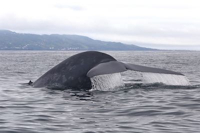 Baleine au large de l'île Pico - Açores - Portugal