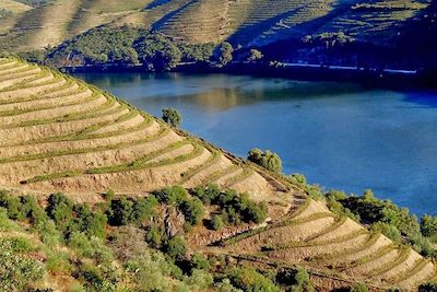 Vignobles en terrasses dans la vallée du Douro - Haut-Douro - Portugal