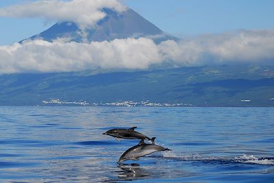 Dauphins - Acores - Portugal