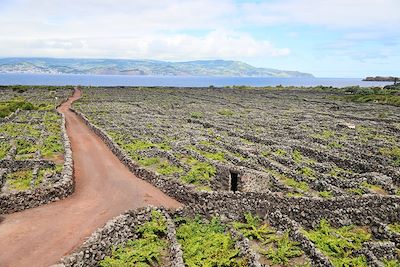Paysage viticole de l'île de Pico -  Açores - Portugal