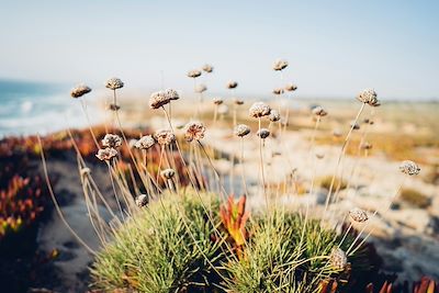 © sarah thorenz / Unsplash - Fleurs - Vila Nova de Milfontes - Alentejo - Portugal Fleurs - Vila Nova de Milfontes - Alentejo - Portugal