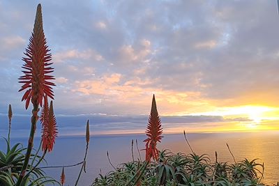Fleurs d'Aloe Vera en balcon sur l'océan - Madère - Portugal