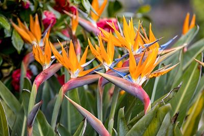 Fleur tropicale strelitzia ou oiseau de paradis sur l'île de Madère au Portugal