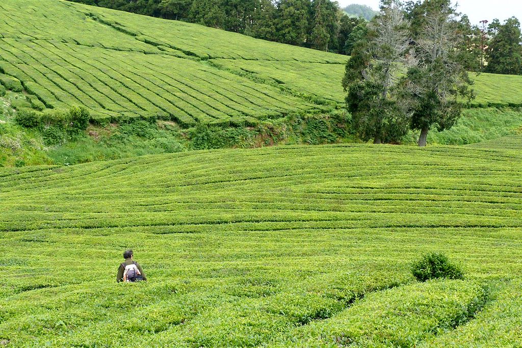 Image Randonnée Madère - Randonnée Açores - Voyage Portugal