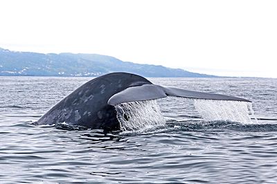 © MICS Richard Sears - Baleine au large de l'île Pico - Açores - Portugal Baleine au large de l'île Pico - Açores - Portugal