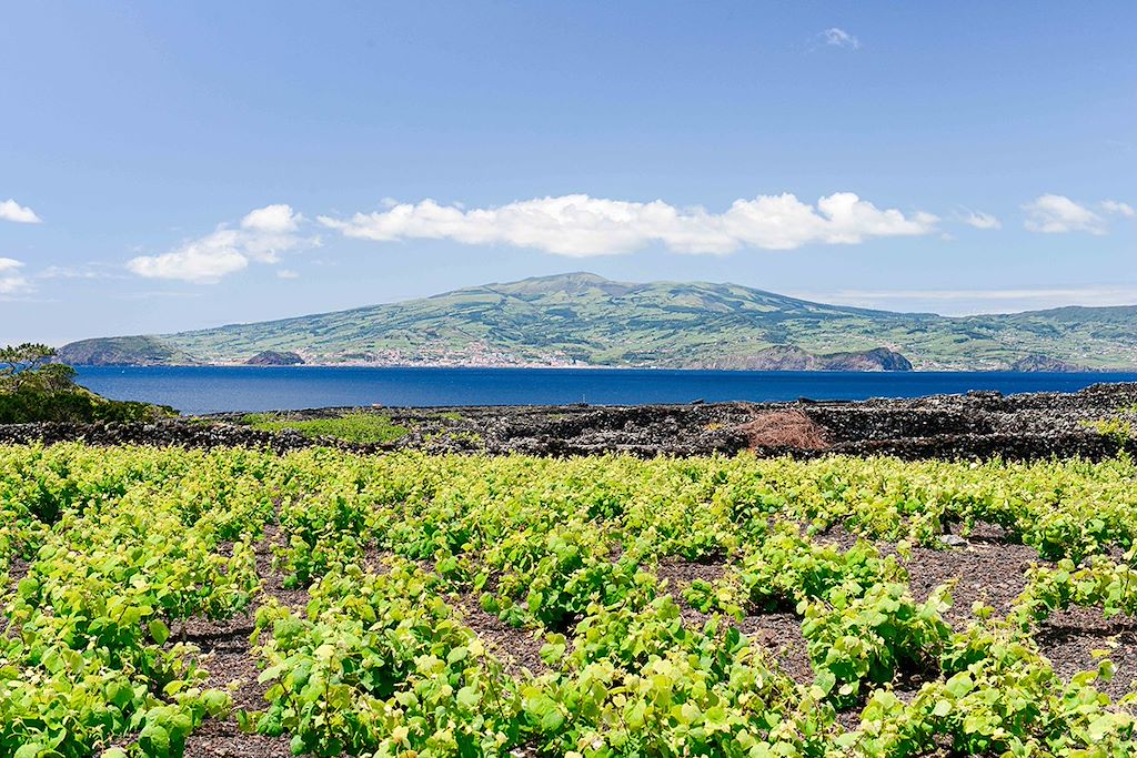 Image São Jorge - Île de Pico - île de Faial - île de Sao Jorge