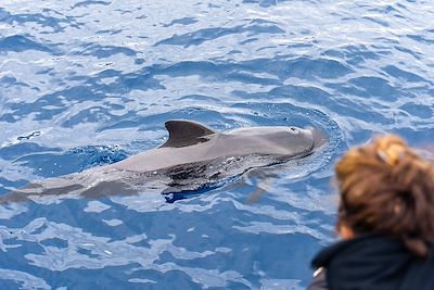 © SimonSkafar / Getty Images - Observation des dauphins  Observation des dauphins