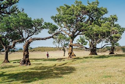 © creativephototeam / Alamy / Hemis - Forêt de Posto Florestal Fanal avec Laurisilva de Madère (forêt de lauriers) - Portugal Forêt de Posto Florestal Fanal avec Laurisilva de Madère (forêt de lauriers) - Portugal