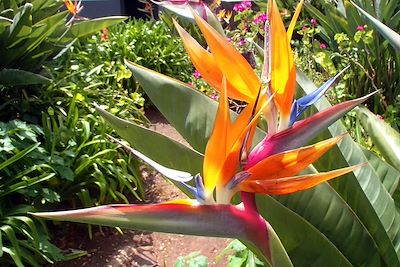 © Manon Le Pelley - Oiseaux du paradis - Madère - Portugal  Oiseaux du paradis - Madère - Portugal