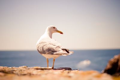 Mouette - Portugal