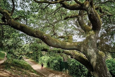 Un vieux chêne dans le parc naturel de l'Arrabida - Portugal