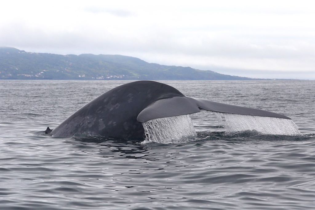 Image Randonnée Açores – Randonnée Sao Miguel – Randonnée famille