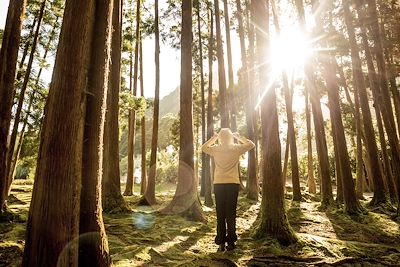 Randonnée en forêt - Açores - Portugal