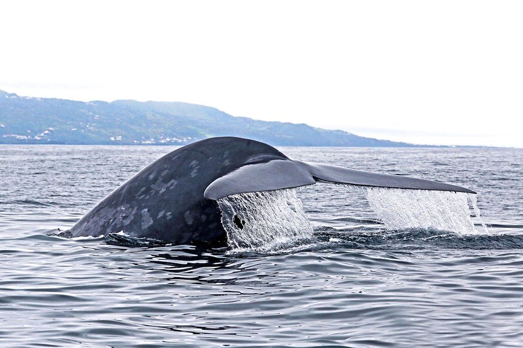 Image Randonnée Açores – Voyage Açores – Voyage Portugal