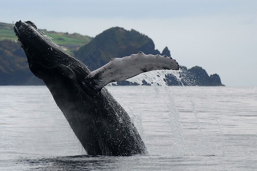 Image Voyage Açores - Randonnée Sao Miguel - Vallée de Furnas - Ponta Delgada