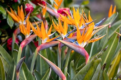 Fleur tropicale strelitzia ou oiseau de paradis sur l'île de Madère au Portugal