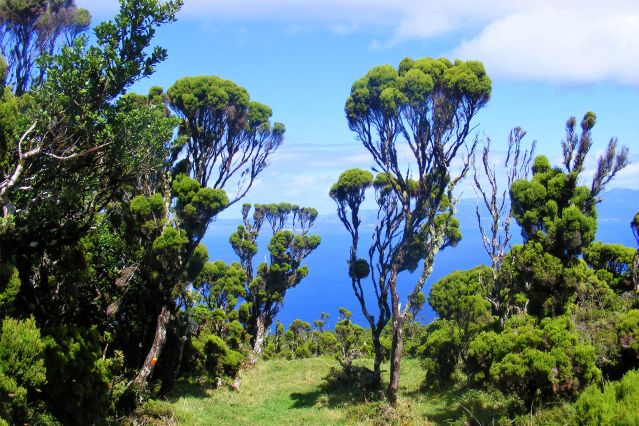Image Les Açores, quatre îles en douceur