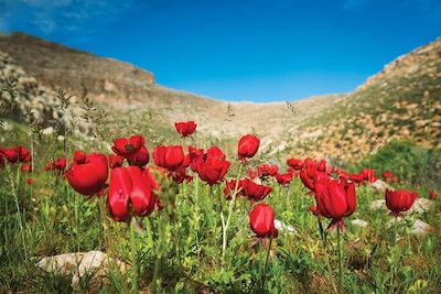 Voyage Patrimoine et Nature Palestine