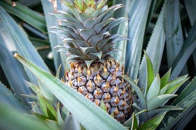 Plantation d'Ananas - Polynésie française