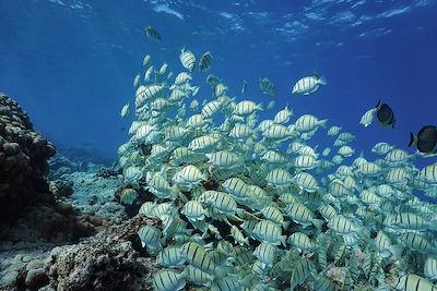 Poissons - Océan pacifique - Polynésie française
