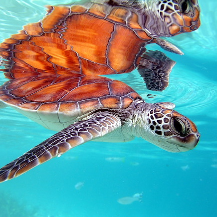 Baignade - Snorkeling Polynésie