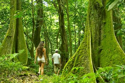 © Tahiti Tourisme - trek dans une forêt de chênes tahitiens trek dans une forêt de chênes tahitiens