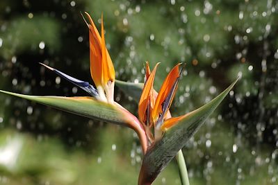 Fleur, oiseau de paradis (trelitzia reginae) - Polynésie française