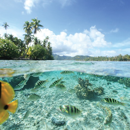 Palmes et lagons, de Moorea à Bora Bora