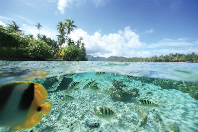 Voyage Palmes et lagons, de Moorea à Bora Bora