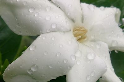 Fleur de tiare, Polynésie française