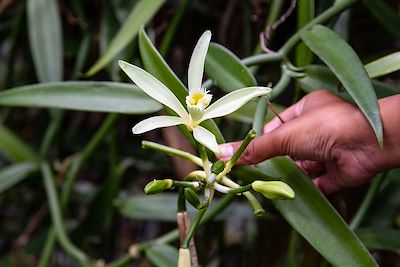 Orchidée Vanille ou Vaniller