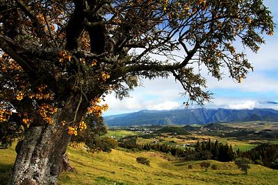 Plaine des Cafres - Réunion