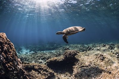 © Nuture / iStock - Tortue de mer - Ile Maurice Tortue de mer - Ile Maurice
