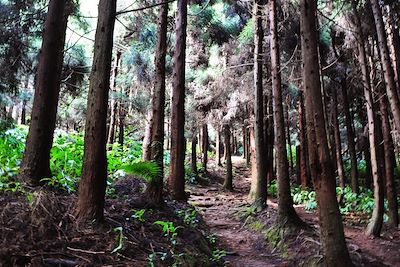 © Aurélie Turbiez - Forêt - La Réunion Forêt - La Réunion