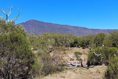 Mafate - Plaine des Tamarins - La Réunion